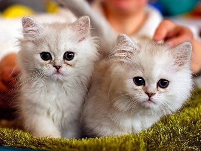 Породы кошек в Комсомольске | ЗооТом портал о животных