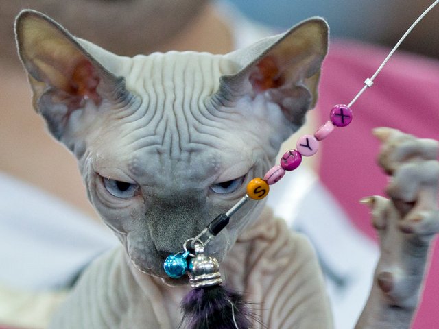 Выставки кошек в Комсомольске | ЗооТом портал о животных