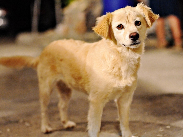 Породы собак в Комсомольске | ЗооТом портал о животных