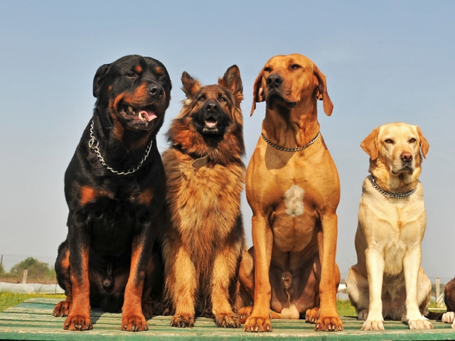Крупные породы собак в Комсомольске | ЗооТом портал о животных